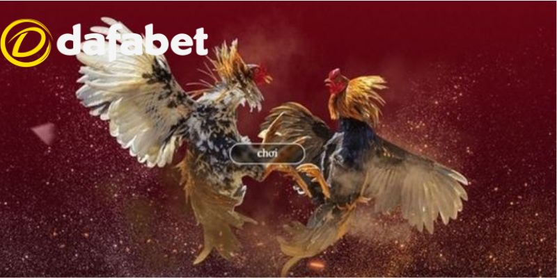 Hướng dẫn tham gia đặt cược đá gà trực tuyến tại Dafabet cho tân thủ