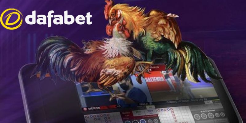 Tổng quan về sân chơi đá gà Dafabet