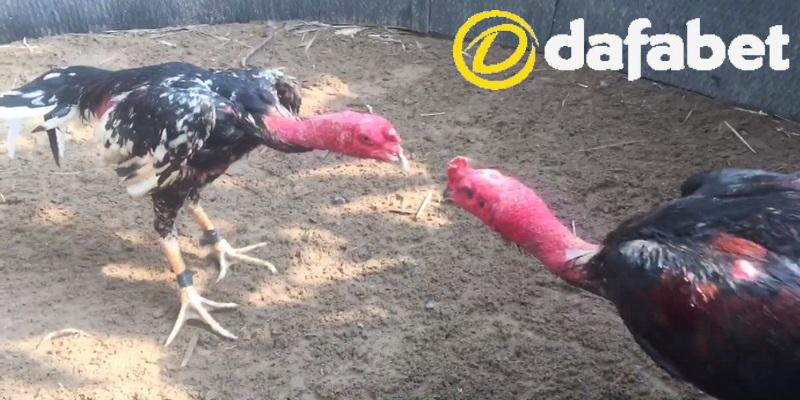 Ưu điểm khi xem đá gà chọi c1 ở DAFABET