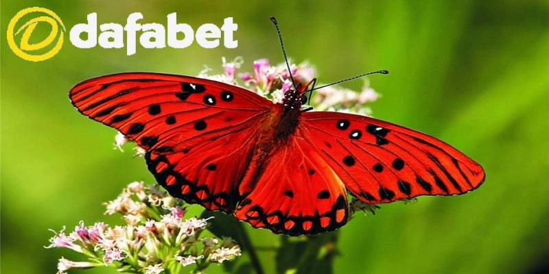 Mơ thấy bướm nên đánh số mấy?